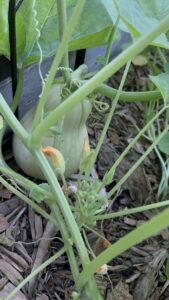 Butternut Squash Almost Ready to Harvest