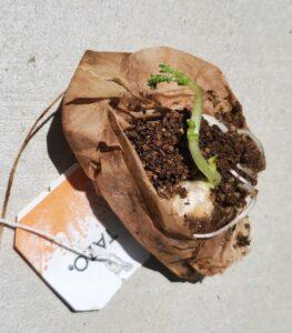 Garbanzo Beans Growing in a Tea Bag