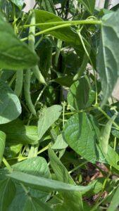 Red Kidney Beans in Season