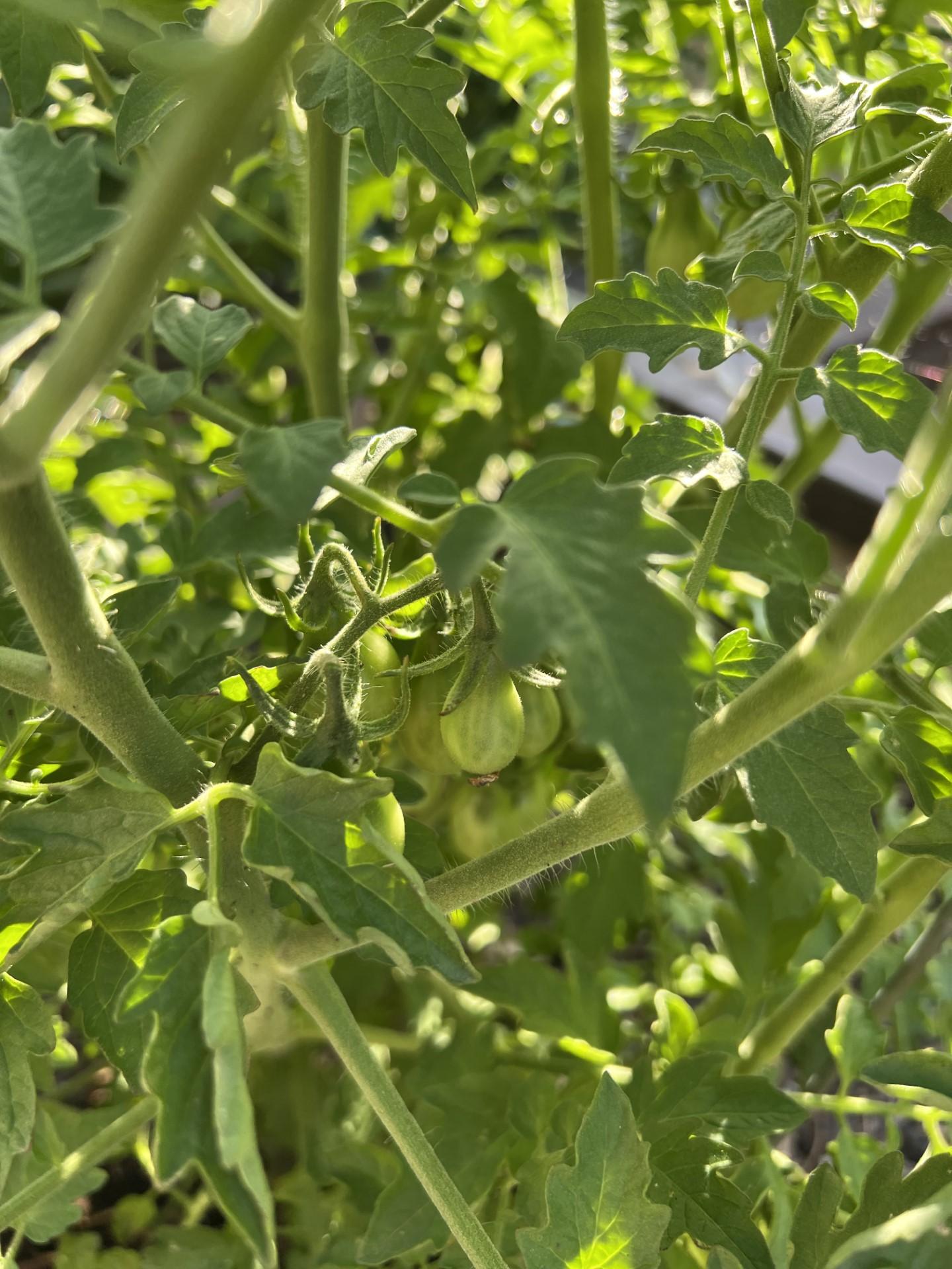 Sun Kissed Tomatoes