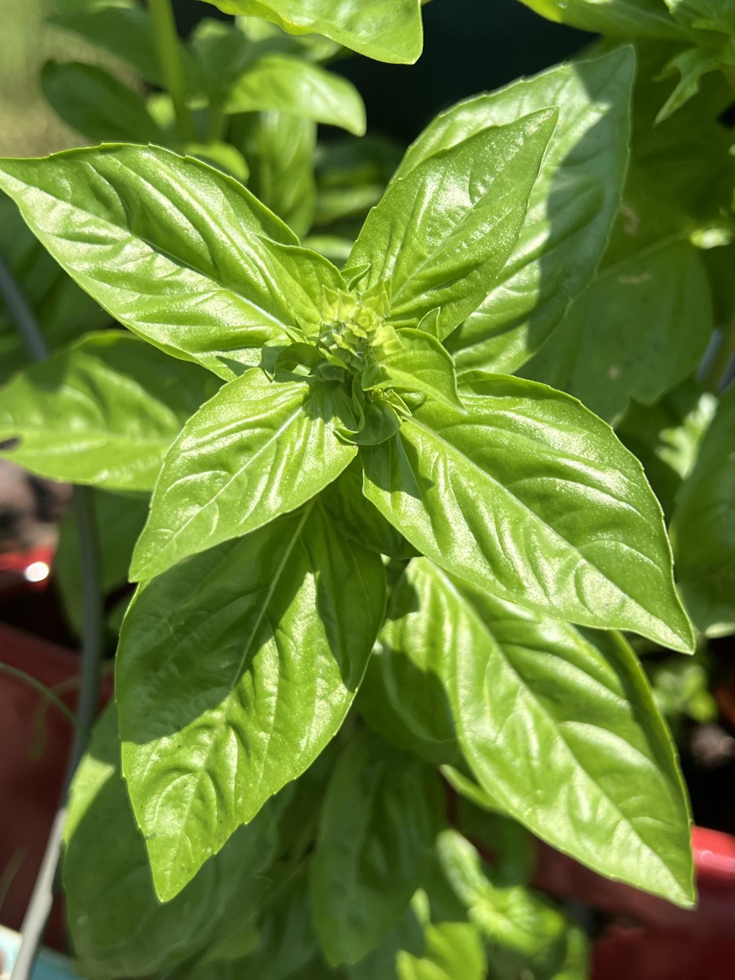 Sweet Basil Grown In A Pot