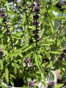 Thai Basil in Bloom